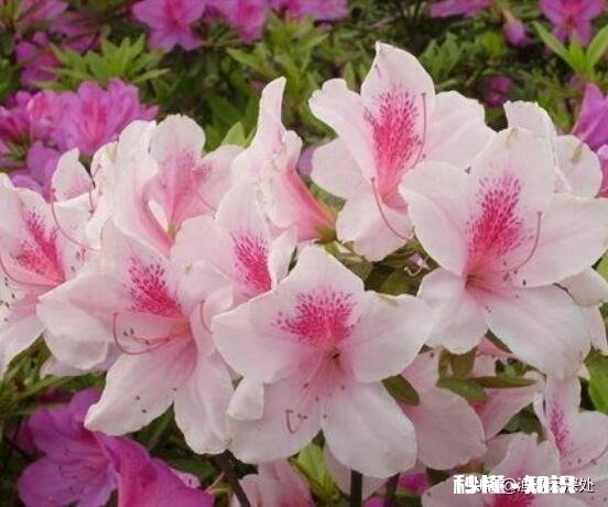 杜鹃花干叶子是什么原因造成的怎么补救