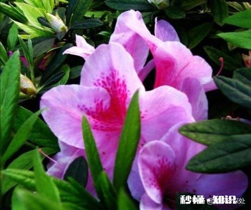 杜鹃花干叶子是什么原因造成的怎么补救