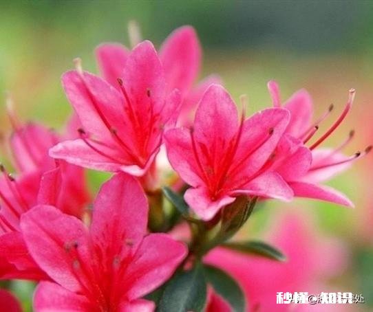 杜鹃花干叶子是什么原因造成的怎么补救