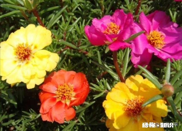 怎样养好太阳花太阳花能否越冬