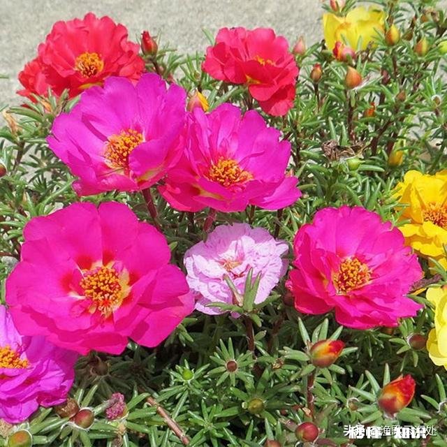 怎样养好太阳花太阳花能否越冬