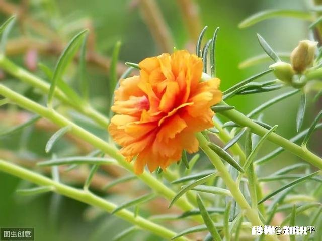 怎样养好太阳花太阳花能否越冬