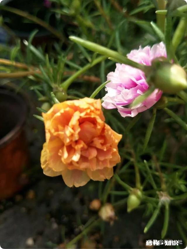 怎样养好太阳花太阳花能否越冬