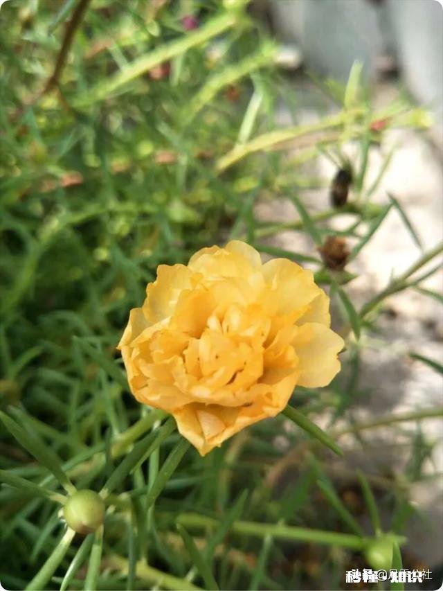 怎样养好太阳花太阳花能否越冬