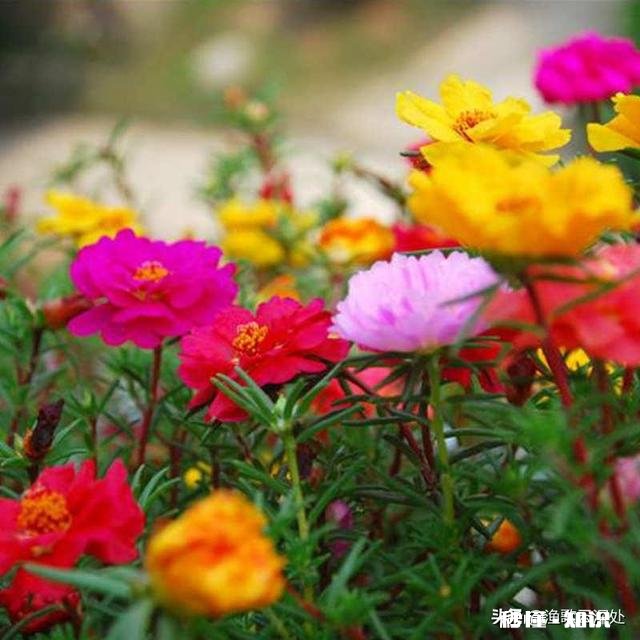 怎样养好太阳花太阳花能否越冬