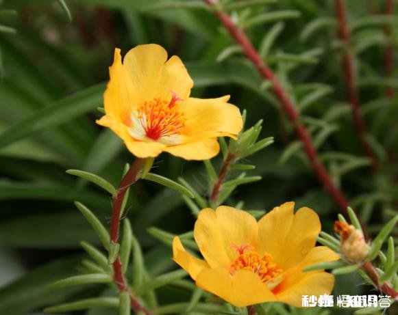 怎样养好太阳花太阳花能否越冬