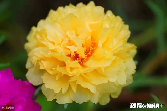 怎样养好太阳花太阳花能否越冬