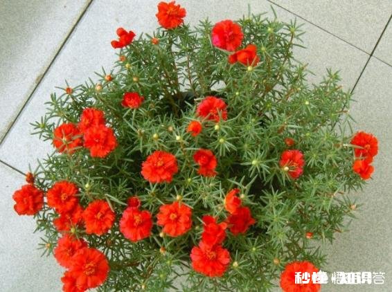 怎样养好太阳花太阳花能否越冬