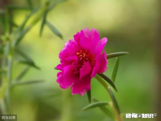 怎样养好太阳花太阳花能否越冬