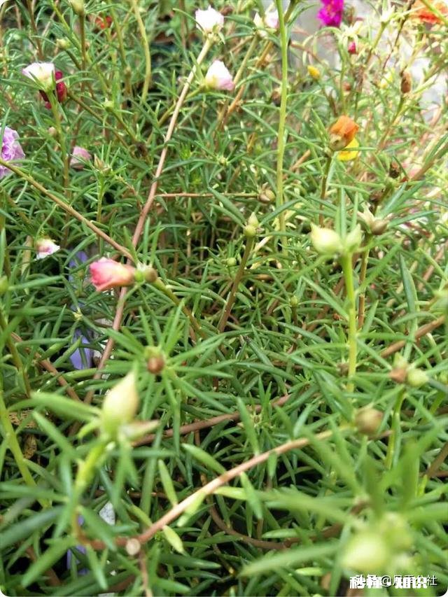 怎样养好太阳花太阳花能否越冬