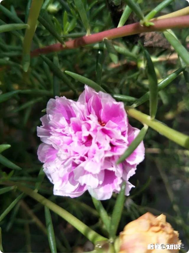 怎样养好太阳花太阳花能否越冬