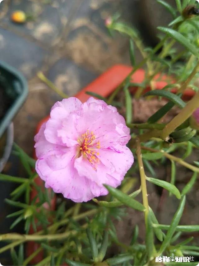 怎样养好太阳花太阳花能否越冬