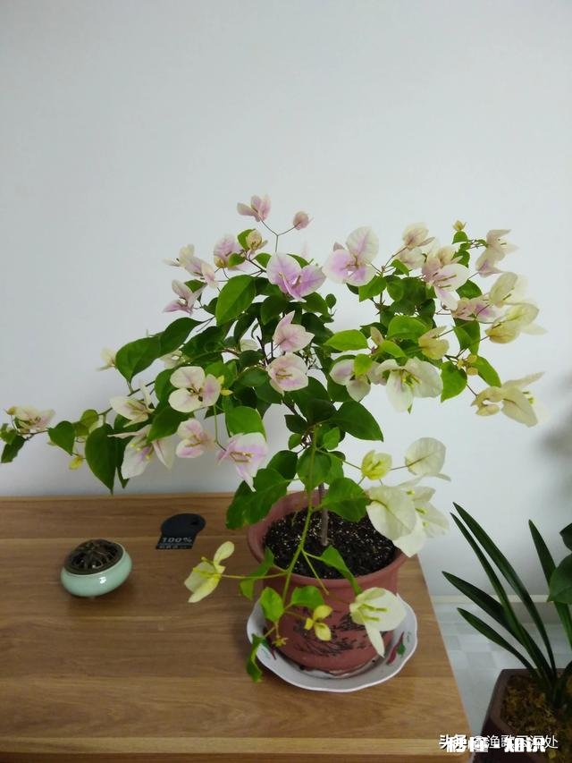 请问三角梅好养吗，怎么养好看