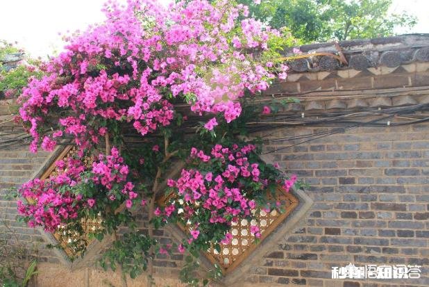 请问三角梅好养吗，怎么养好看