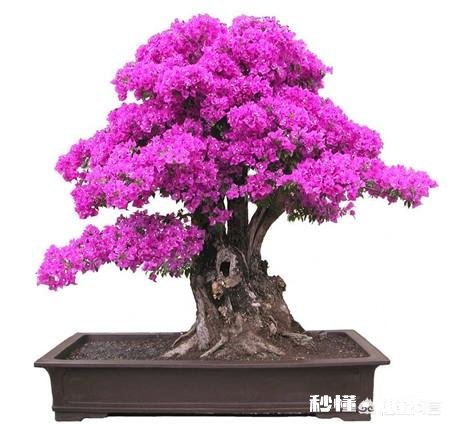 请问三角梅好养吗，怎么养好看