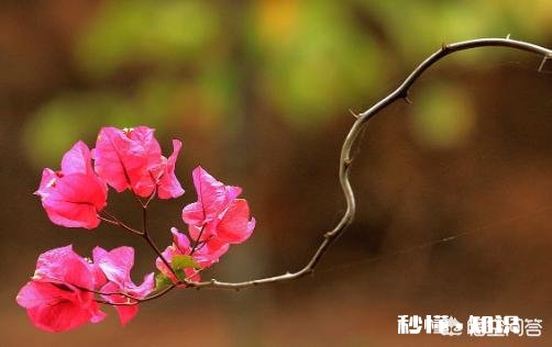 请问三角梅好养吗，怎么养好看