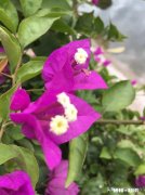 请问三角梅好养吗，怎么养好看