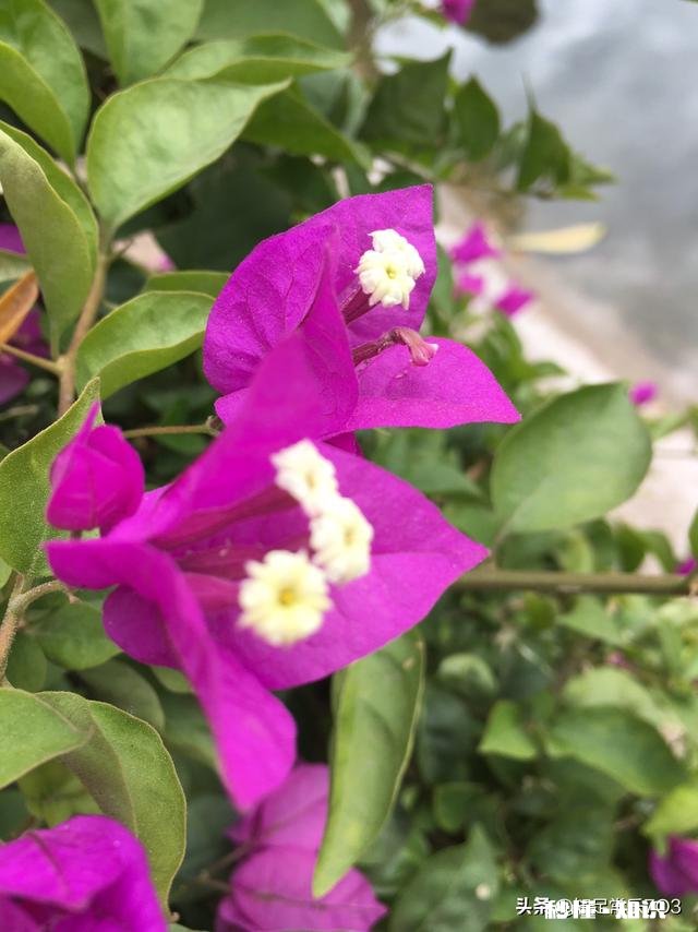 请问三角梅好养吗，怎么养好看