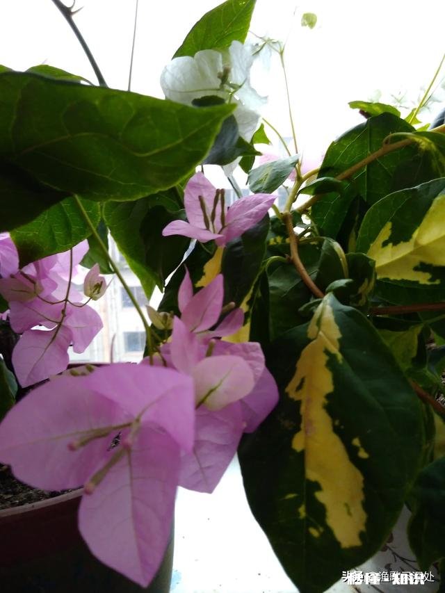 请问三角梅好养吗，怎么养好看