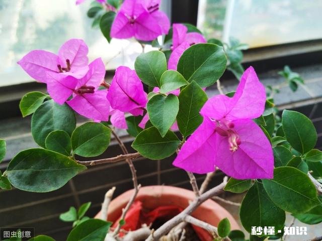 请问三角梅好养吗，怎么养好看