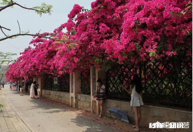 请问三角梅好养吗，怎么养好看