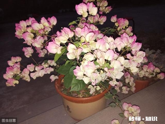 请问三角梅好养吗，怎么养好看