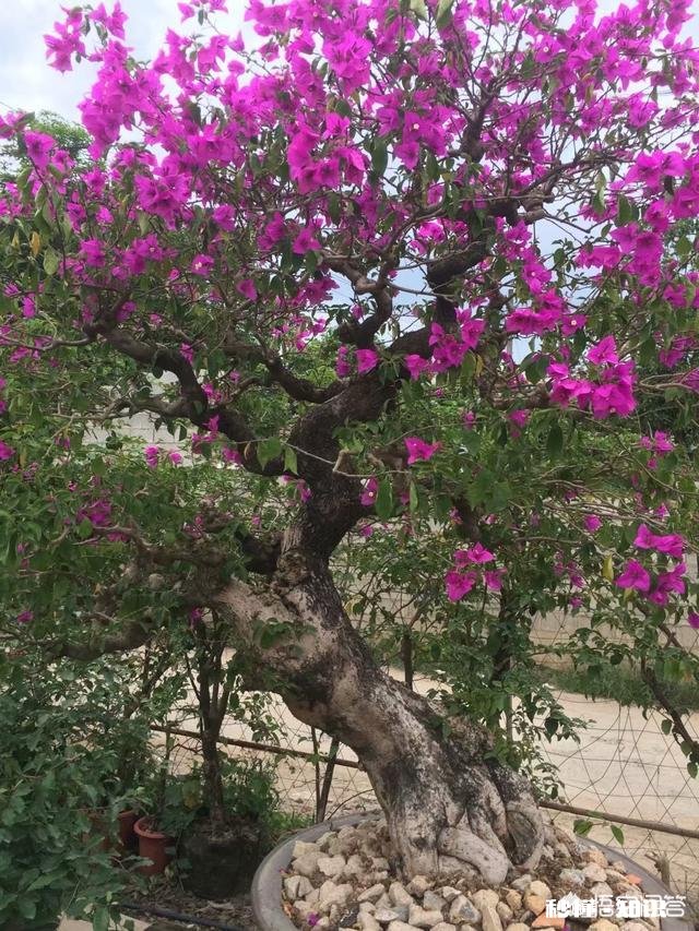 请问三角梅好养吗，怎么养好看