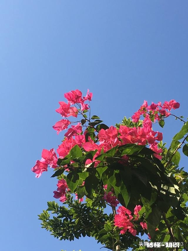 请问三角梅好养吗，怎么养好看