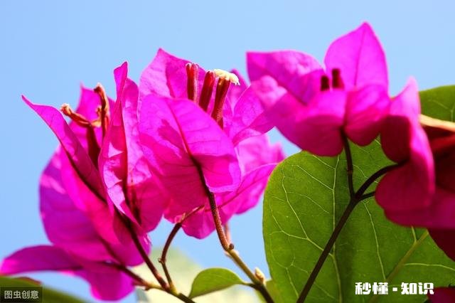 请问三角梅好养吗，怎么养好看