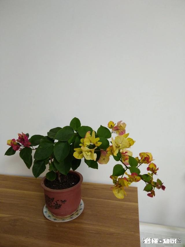 请问三角梅好养吗，怎么养好看