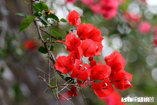 请问三角梅好养吗，怎么养好看