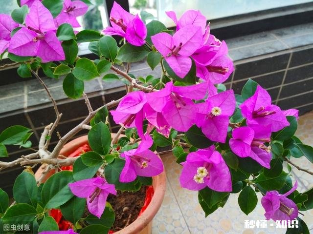 请问三角梅好养吗，怎么养好看