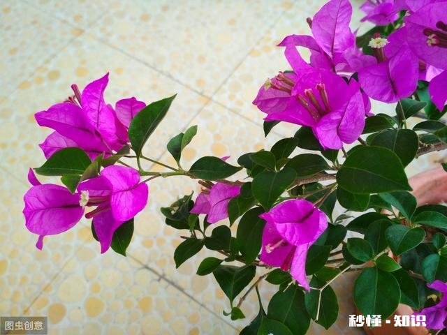 请问三角梅好养吗，怎么养好看
