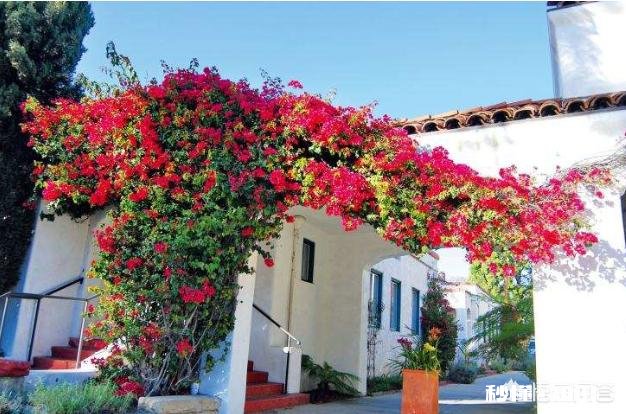 请问三角梅好养吗，怎么养好看