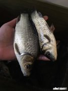 野钓鲫鱼窝料多大的颗粒好用