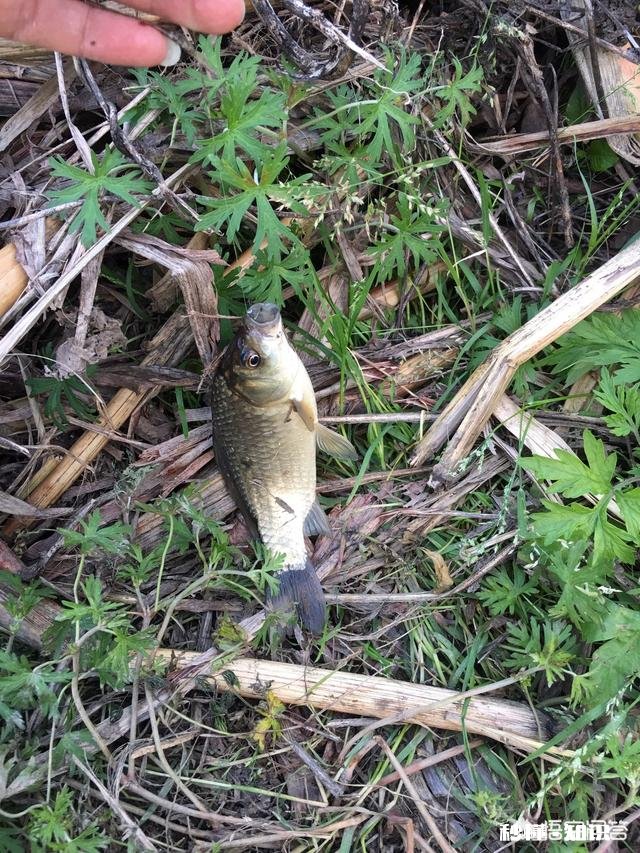 野钓鲫鱼窝料多大的颗粒好用