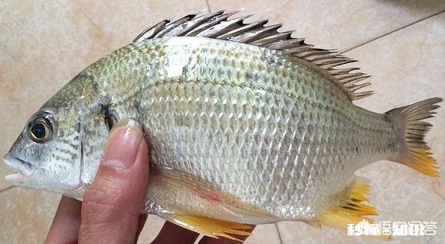 钓鱼需要看潮水吗有哪些经验可以分享