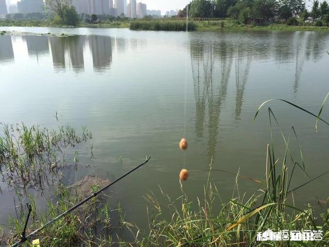 夏季了，钓鲫鱼总是遇到白条闹窝根本钓不成，怎么办?应该用什么饵料，搓饵还是拉饵