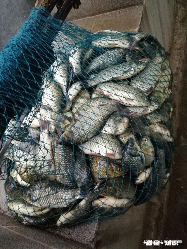 夏季了，钓鲫鱼总是遇到白条闹窝根本钓不成，怎么办?应该用什么饵料，搓饵还是拉饵