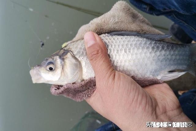 夏季了，钓鲫鱼总是遇到白条闹窝根本钓不成，怎么办?应该用什么饵料，搓饵还是拉饵