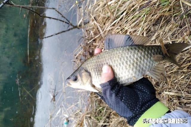 夏季了，钓鲫鱼总是遇到白条闹窝根本钓不成，怎么办?应该用什么饵料，搓饵还是拉饵