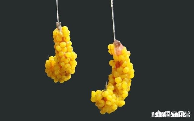 夏季了，钓鲫鱼总是遇到白条闹窝根本钓不成，怎么办?应该用什么饵料，搓饵还是拉饵