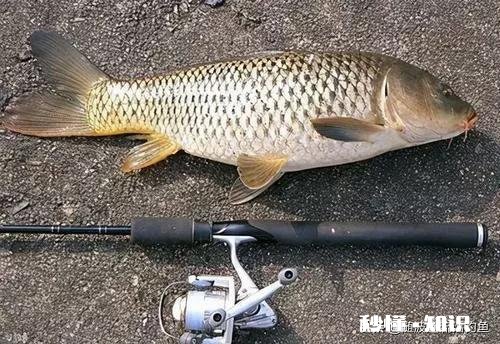 海竿刺鱼时轮子怎么会松