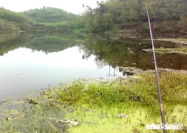 钓鱼回水湾好还是平流好