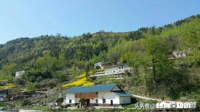 种什么茶叶经济价值最高