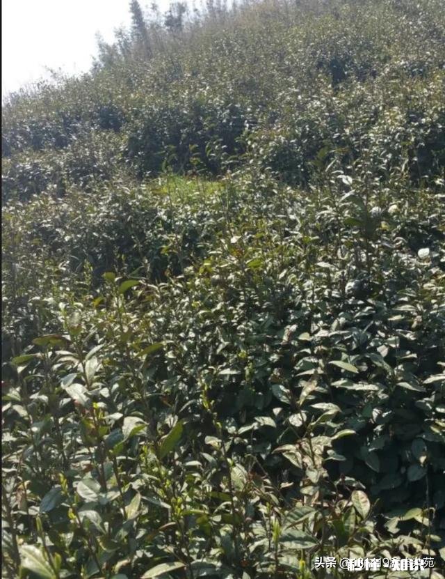 种什么茶叶经济价值最高