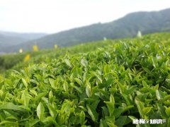 种什么茶叶经济价值最高