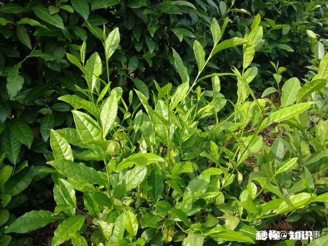 种什么茶叶经济价值最高