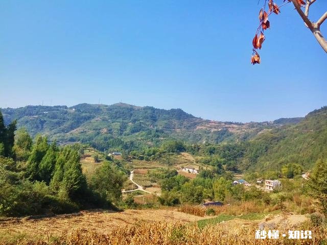 种什么茶叶经济价值最高