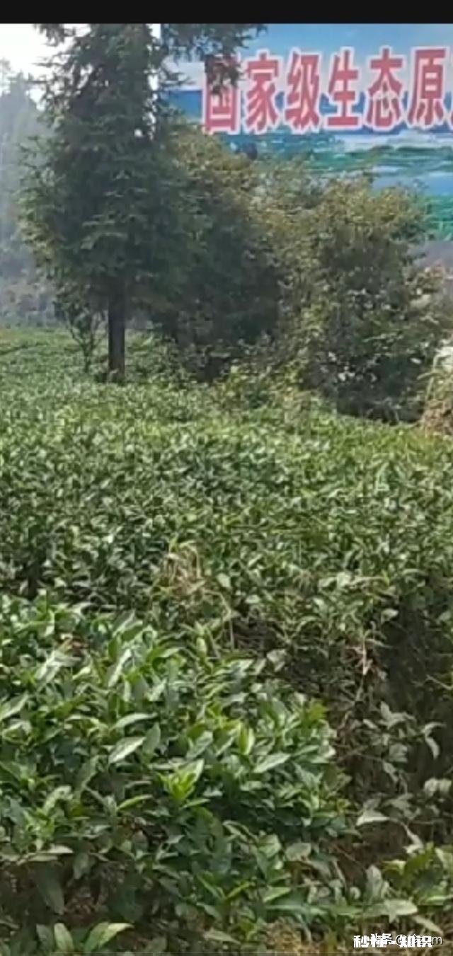 种什么茶叶经济价值最高